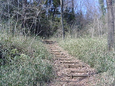 トトロが出てきそうな里山